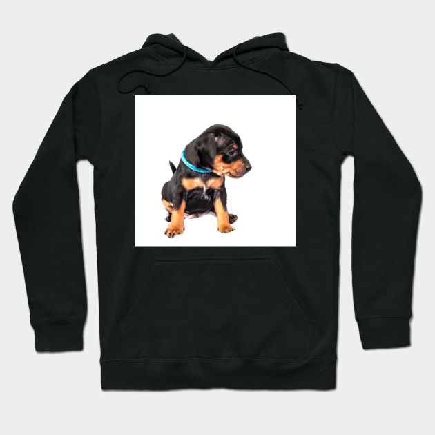 Black and tan Miniature Pinscher puppy at white background Hoodie by lena-maximova